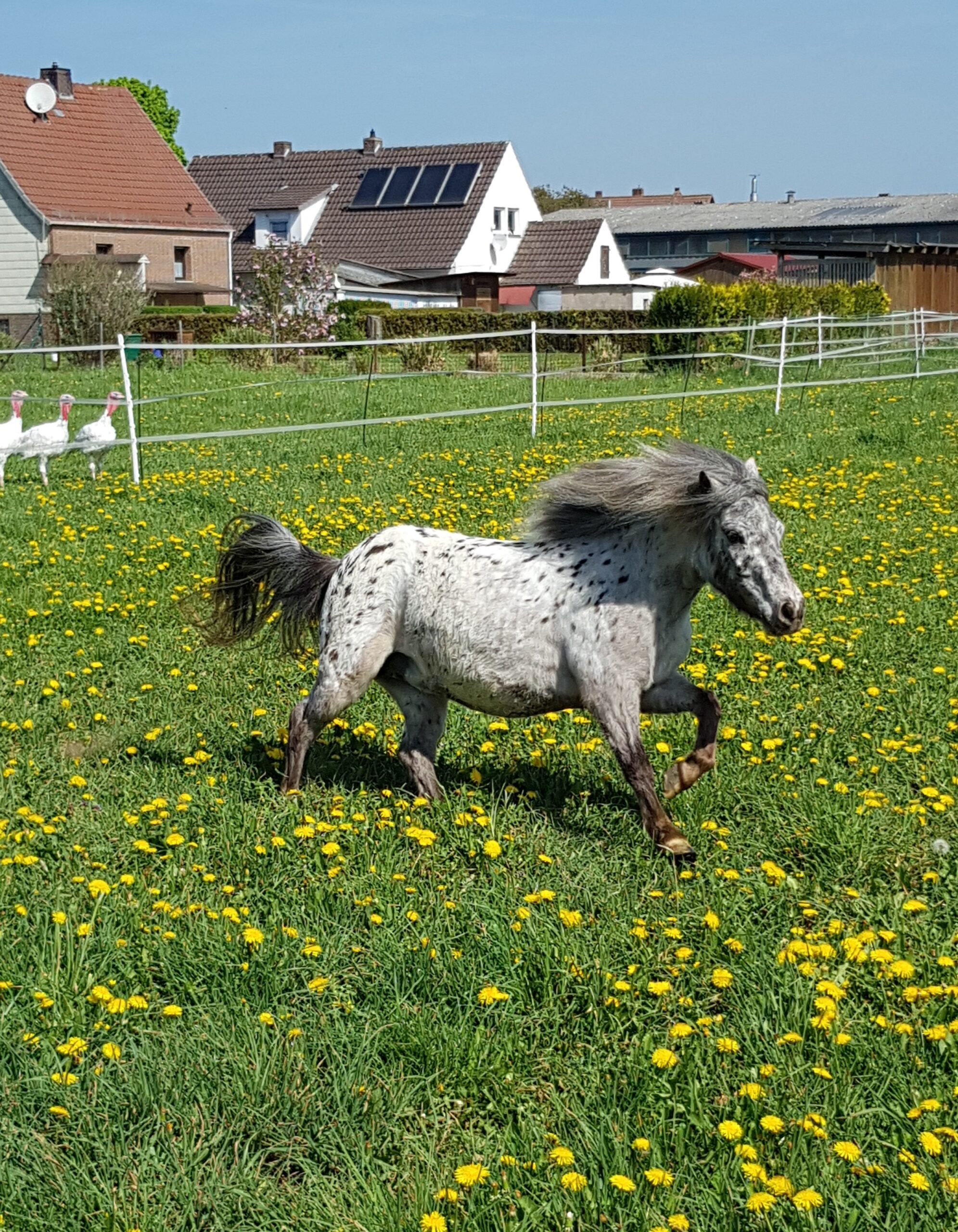 Meryl van Appaloosa de Fradiliaus